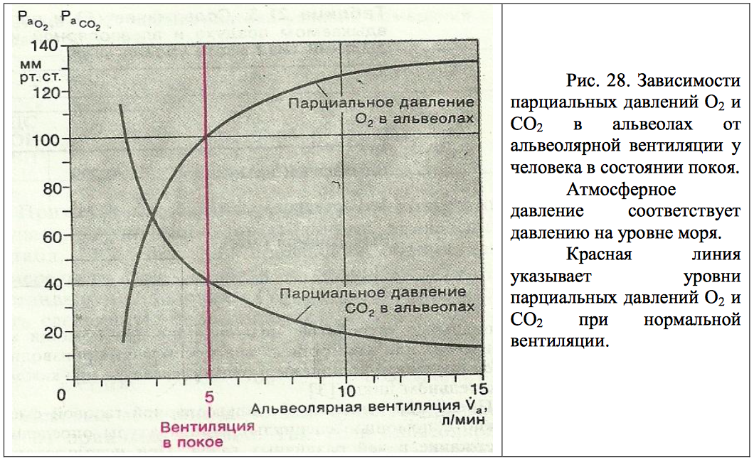 Давление газа в воздухе. Парциальное давление газов (о2 и со2) в альвеолярном воздухе. Парциальное давление кислорода. Парциальное давление кислорода в крови. Парциальное давление кислорода в легких.